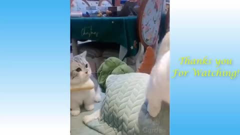 New Cute Pets Funny Video