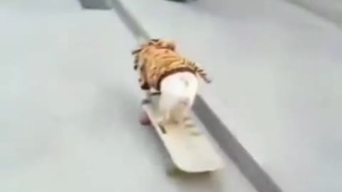 Dog Skateboarding