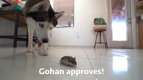 Husky Meets Baby Hamster!