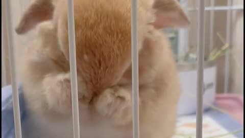 Rabbit who loves to wash his face