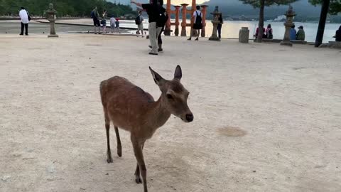 Japan Travel-Miyajima cute deer is following us