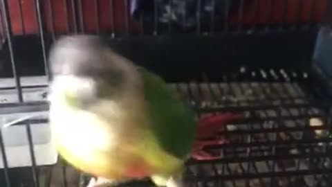 Conure Instantly Starts Dancing The Second He Hears Music