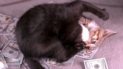 Cats fighting on top of cash pile slow motion