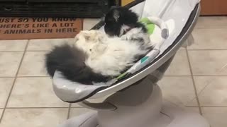 Kitty Gets Comfortable in Baby Swing