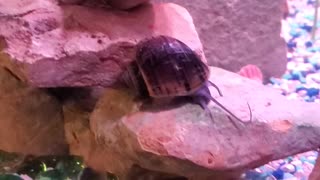 20 gallon update - Mystery Snails! Dec 3, 2020