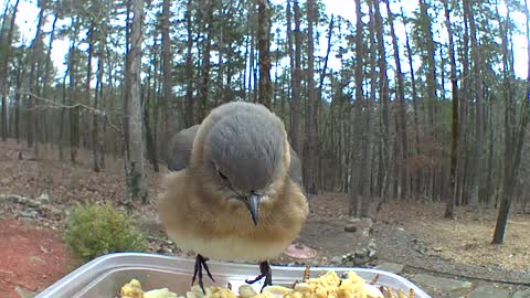 Bluebird falling off feeder