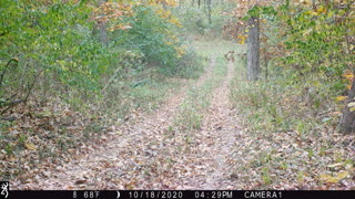 Wounded Whitetail Buck Looks Like a Zombie