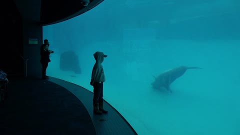 Aquarium boy and dolphin