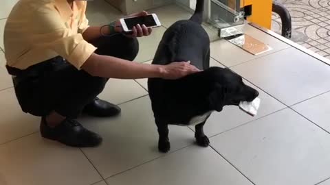 Smart dog helps disabled father sell lottery tickets in Vietnam