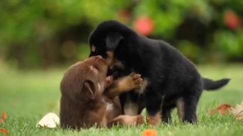 Dog cute Animals !Relex music|