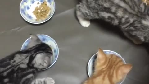 Meal Time for Group Of Kittens