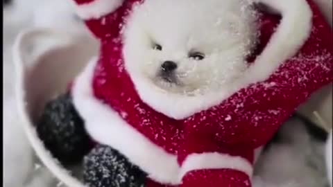Cute and adorable dog join Christmas day try not to laugh funny video 2021.