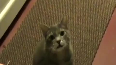 Cat talking video