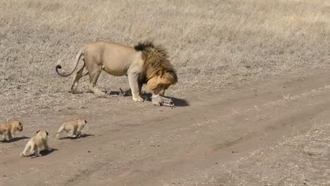 Lion dad tries to ditch his kids: follow this rule for human kids too, it makes them strong.