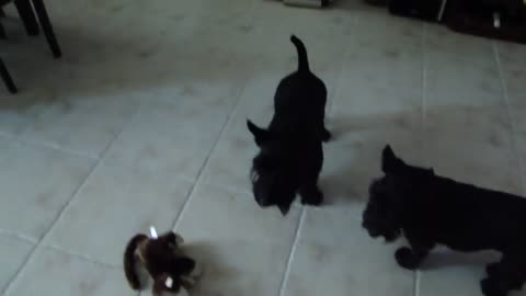 Scottish Terriers don't trust laughing toy monkey