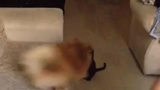 Brown pom dog chased by black cat
