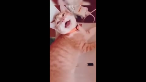 Hilarious Animal Antics: Laugh Out Loud Moments!