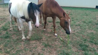 Gracie and Tequila Sharing a Corn Stalk Treat