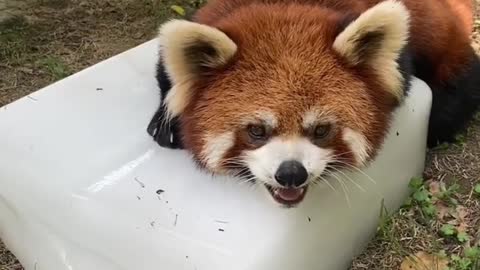 The little raccoon lay on the ice to cool down