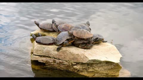 Turtles piled on rock in pond