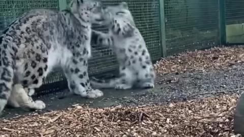 shows us how a snow leopard can be cute! 🐆❄️#shortvideo #shorts #short #viral #viralvideo #love