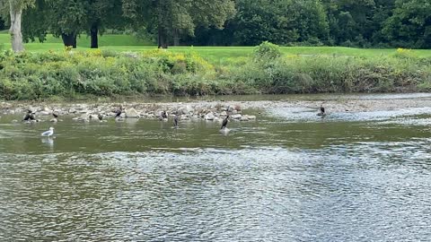 Gang of Cormorants still at James Gardens