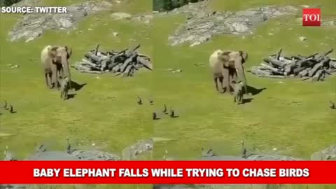 baby elephant 🐘 trying to chase birds# so funny video