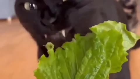 The cat is eating lettuce