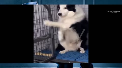 Funny and angry doggy