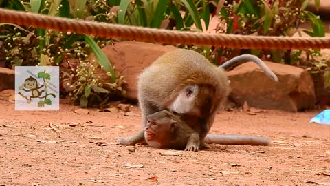 Alpha Male Monkey Mating Behaviour