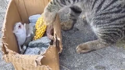 Animal, Cat Funny Video 😂🤣
