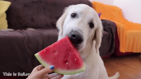 Dog eating watermelon 1 minute