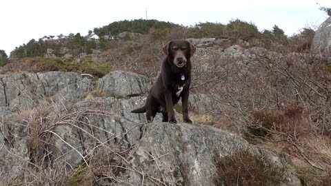 Watch This Adorable Dog Standing On A Big Rock!