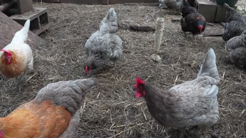 Lots of fresh tomatoes this year to share with my hens.