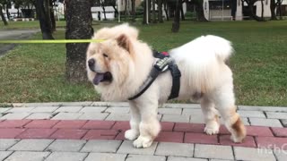 Is this a dog or a lion ?