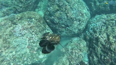 Amazing Fishing Skills For Catching Giant Octopus Underwater Fishing Skills