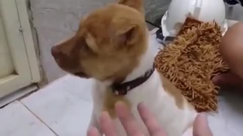 The dog gets angry after being slapped