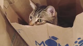 Cat sitting in mom paper bag
