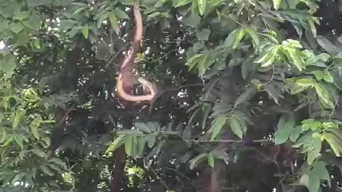 Live Snake Catching Bat