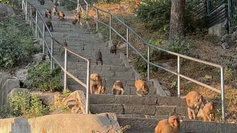 Too Many Hungry Monkey vs One Box of Bananas