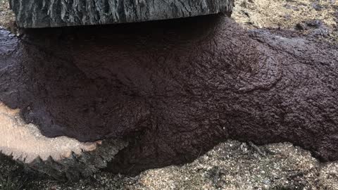 Tree Oozes Rot After Being Cut