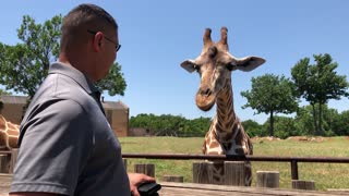 Feeding Julu the Giraffe