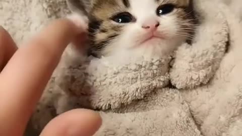 funny Baby Cats - Cute and Aww Cat