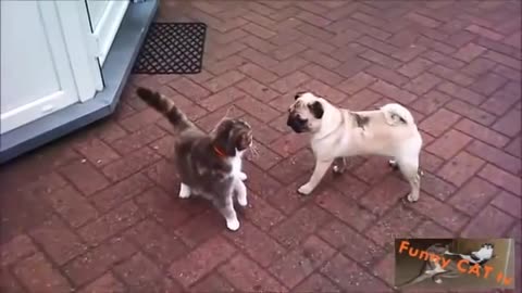 Cute cat and lovely dog meet each other! For the first time! SO CUTE