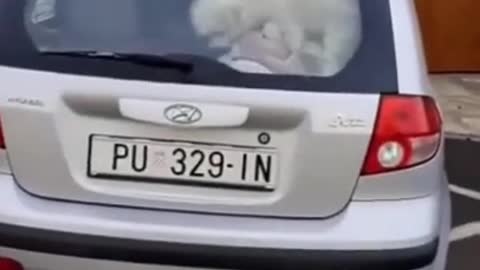 funny baby and dog inside the car