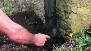 Dog and Human Team up to Rescue a Robin