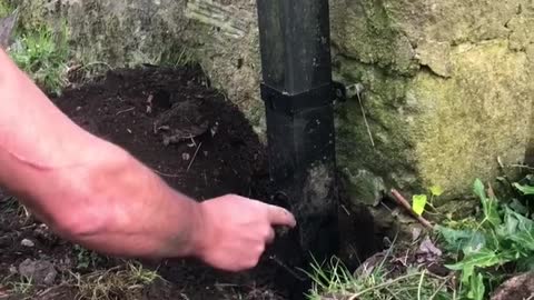 Dog and Human Team up to Rescue a Robin