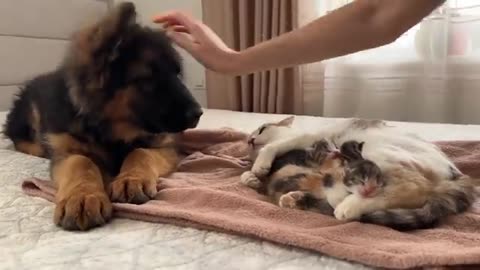 German Shepherd Puppy Meets Mom Cat with Newborn Kittens for the First Time