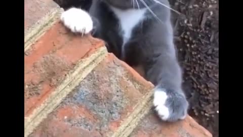 kitten plays piano look