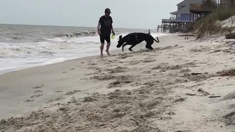 Great Dane Sees Beach